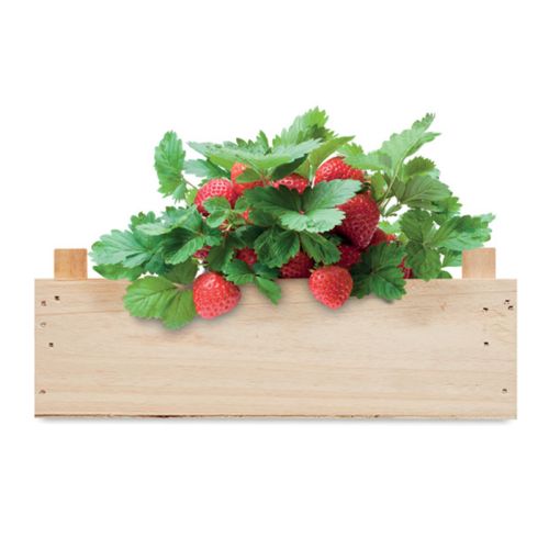 Strawberry growing kit - Image 3